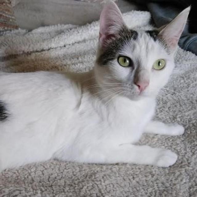 MOLLY- F - Née le 14/07/2017 - Adoptée en Février 2020