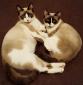 MOUSTIC et MOUSLINE - Nés le 06/05/2016 - Adoptés en decembre 2016 