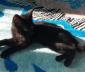 MOWGLI - M - Né le 25/07/2016 - Adopté en novembre 2016
