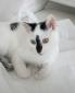 MUFFIN - M - Né le 01/05/2016 - Adopté en novembre 2016