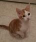 MYSTER - M - Né le 28/03/2016 - Adopté en Decembre 2016