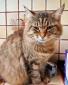 NAUSICA - F - Née le 01/07/2015 - Adoptée en Decembre 2017