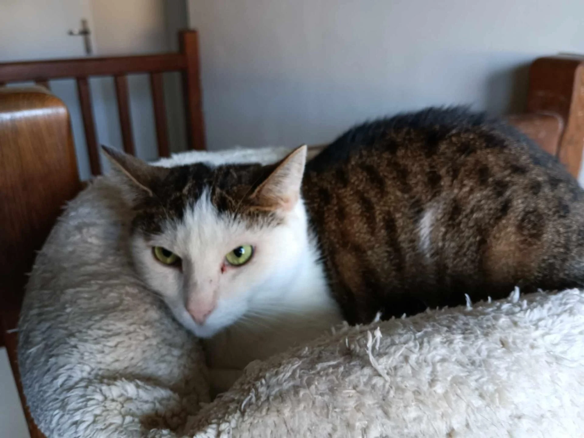 NEBRASKA - F - Née le 05/05/2017