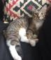 NESSIE - F - Née le 01/07/2015 - Adoptée en Décembre 2017