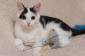 NICI - F - Née le 05/06/2017 - Adoptée en décembre 2017