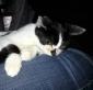 NINI - F - Née le 15/06/2017 - Adoptée en Decembre 2017
