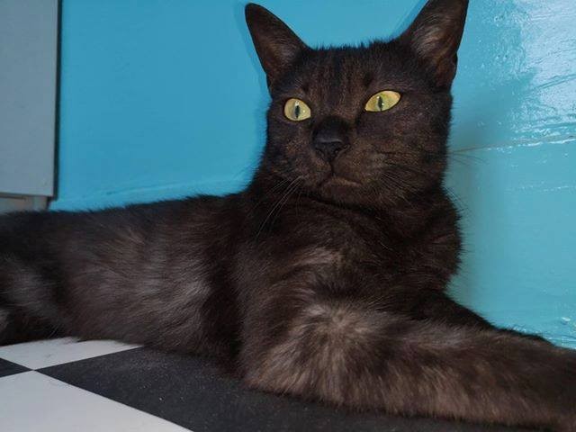 NJAMENA - F - Née le 01/08/2016 - Adoptée en février 2020