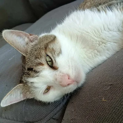 NORFOLK - M - Né le 05/05/2017 - Adopté en 03/2026