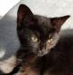 NOX - F - Née le 12/08/2017 - Adoptée en Novembre 2017