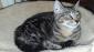 NUNA - F - Née le  10/04/2017 - Adoptée en Decembre 2017
