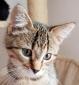 NYMPHEA - F - Née le 05/08/2017 - Adoptée en Decembre 2017