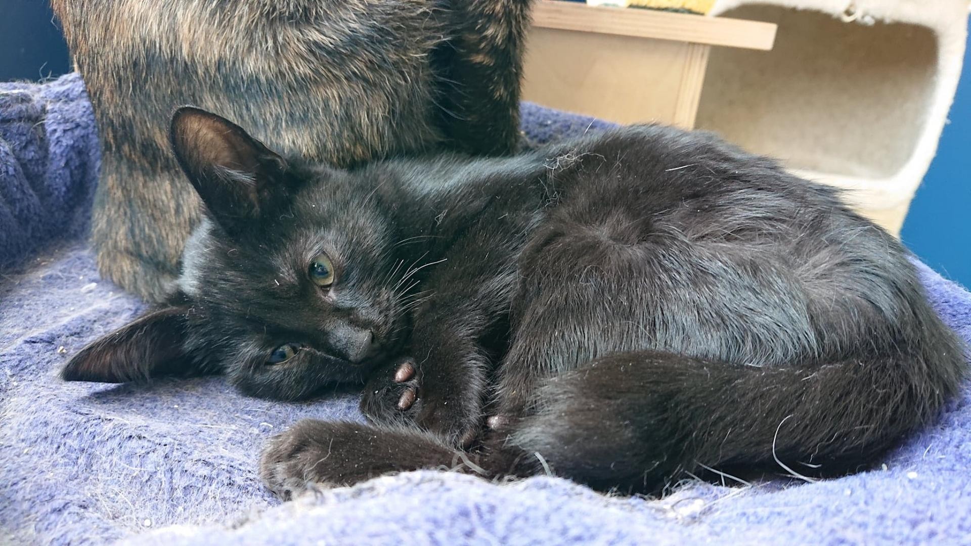 OBSCUR - M - Né le 28/07/2018 - Adopté en Mai 2020