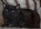 ODIN- M - Né le 01/01/2014 - Adopté en Novembre 2019