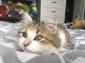 OKSANA - F - Née le 01/08/2018 - Adoptée en Décembre 2018