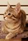 OLITA - F - Née le 01/07/2018 - Adoptée en Decembre 2018