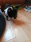 OLIVIA - F - Née le 01/04/2018 - Adoptée en Décembre 2018