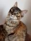 OMBELLE - F - Née le 01/07/2018 - Adoptée en Décembre 2018