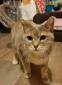 ONARA - F - Née le 01/07/2017 - Adoptée en Décembre 2019