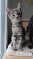 ONLINE - F - Née le 28/07/2018 - Adoptée en Decembre 2018