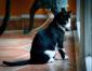 ONLYOU - F - Née le 01/08/2018 - Adoptée en Décembre 2018