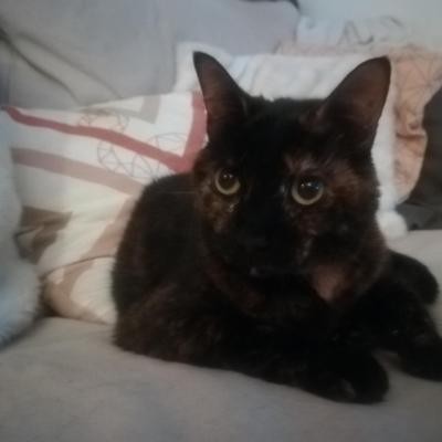 ONORINE - F - Née le 05/08/2018 - Adoptée en janvier 2021