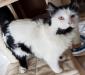 OREO - M - Né le 01/09/2016 - Adopté en Décembre 2017