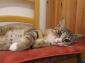 ORGANZA - F - Née le 01/07/2015 - Adoptée en Décember 2018