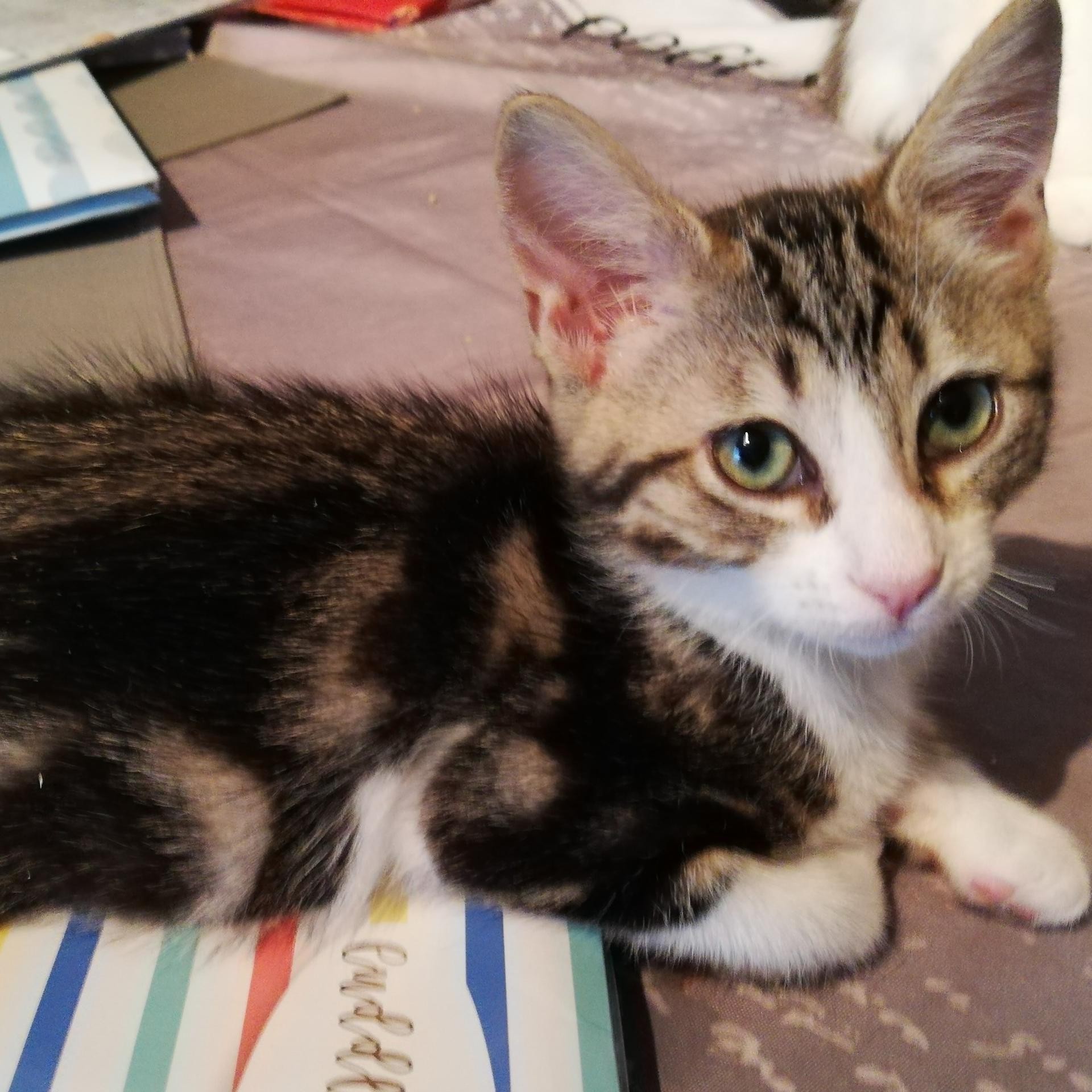 ORGRIM – M- Né le 01/05/2018 - Adopté en Juin 2020