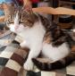 ORPHEE - F- Née le 01/04/2017 - Adoptée en Décembre 2018