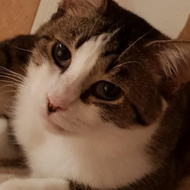 OSTRALY - F - Née le 01/05/2015 - Adoptée en janvier 2021