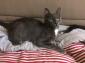 OWEN- M - Né le 25/05/2018 - Adopté en Décembre 2018