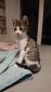 OXALIE- F - Née le 28/07/2018 - Née le 28/07/2018 - Adoptée en Novembre 2018