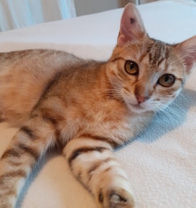 PACHIRA - F - Née le 15/10/2019 - Adoptée en Septembre 2020