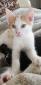 PACOME- M - Né le 15/08/2019 - Adopté en Novembre 2019
