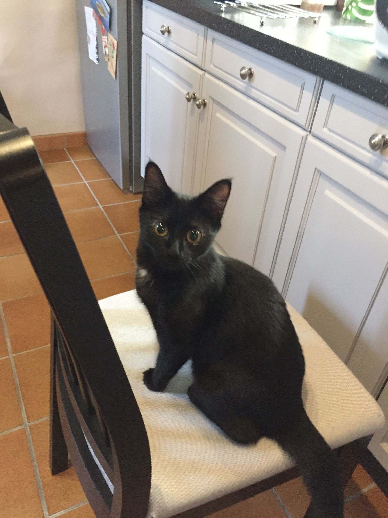 PADME - F - Née le 15/06/2019 - Adoptée en Mars 2020