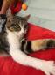 PALOMBE- F - Née le 01/05/2019 - Adoptée en Décembre 2019