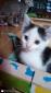 PANACHE - F - Née le 15/07/2019 - Adoptée en Novembre 2019