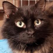 PANDORA - F - Née le 01/04/2017- Adoptée en Juin 2019.