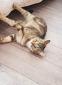 PAQUERETTE - F - Née le 01/01/2018 - Adoptée en Décembre 2019