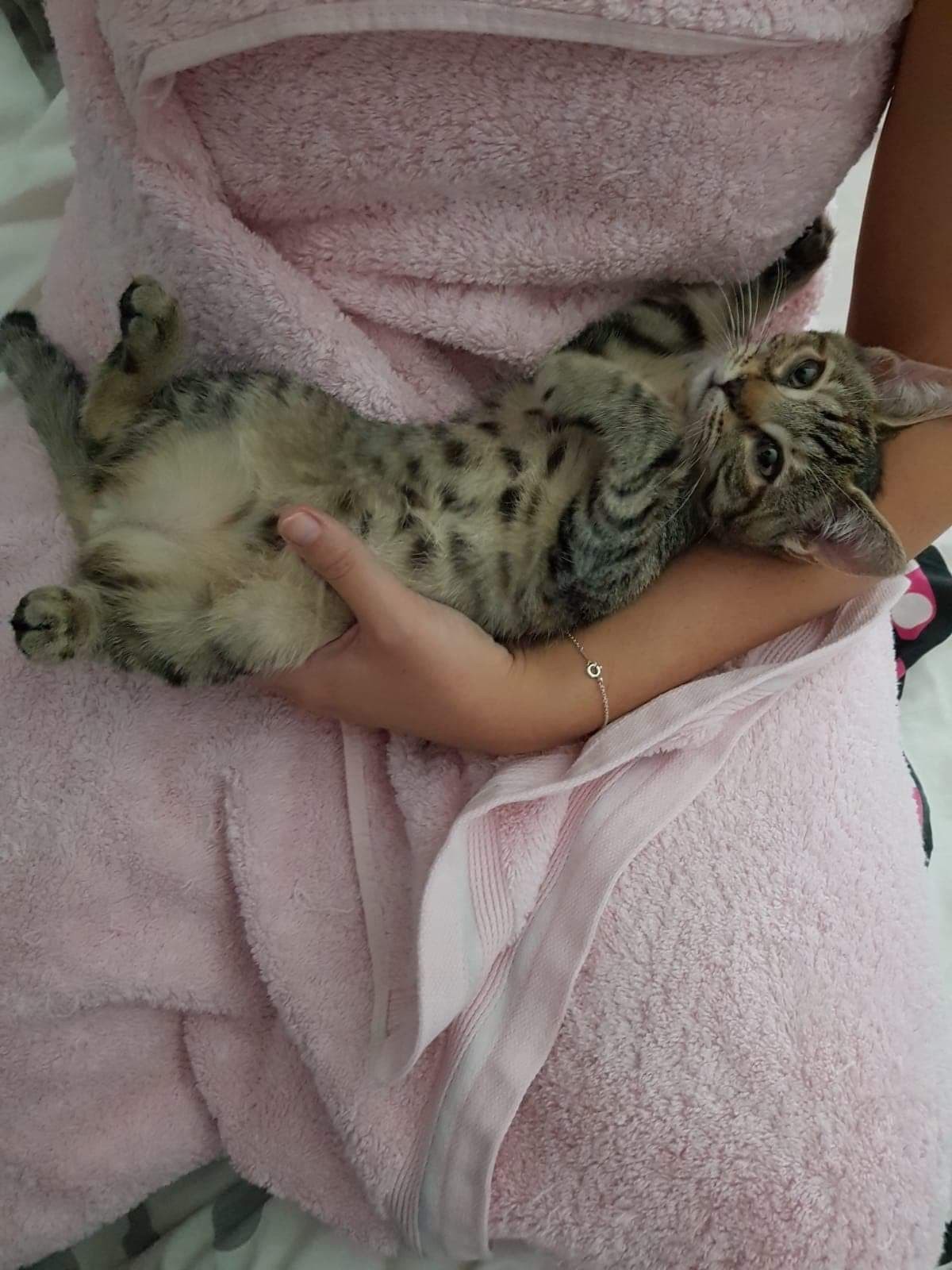 PARLA - F - Née le 28/08/2019 - Adoptée en Janvier 2020