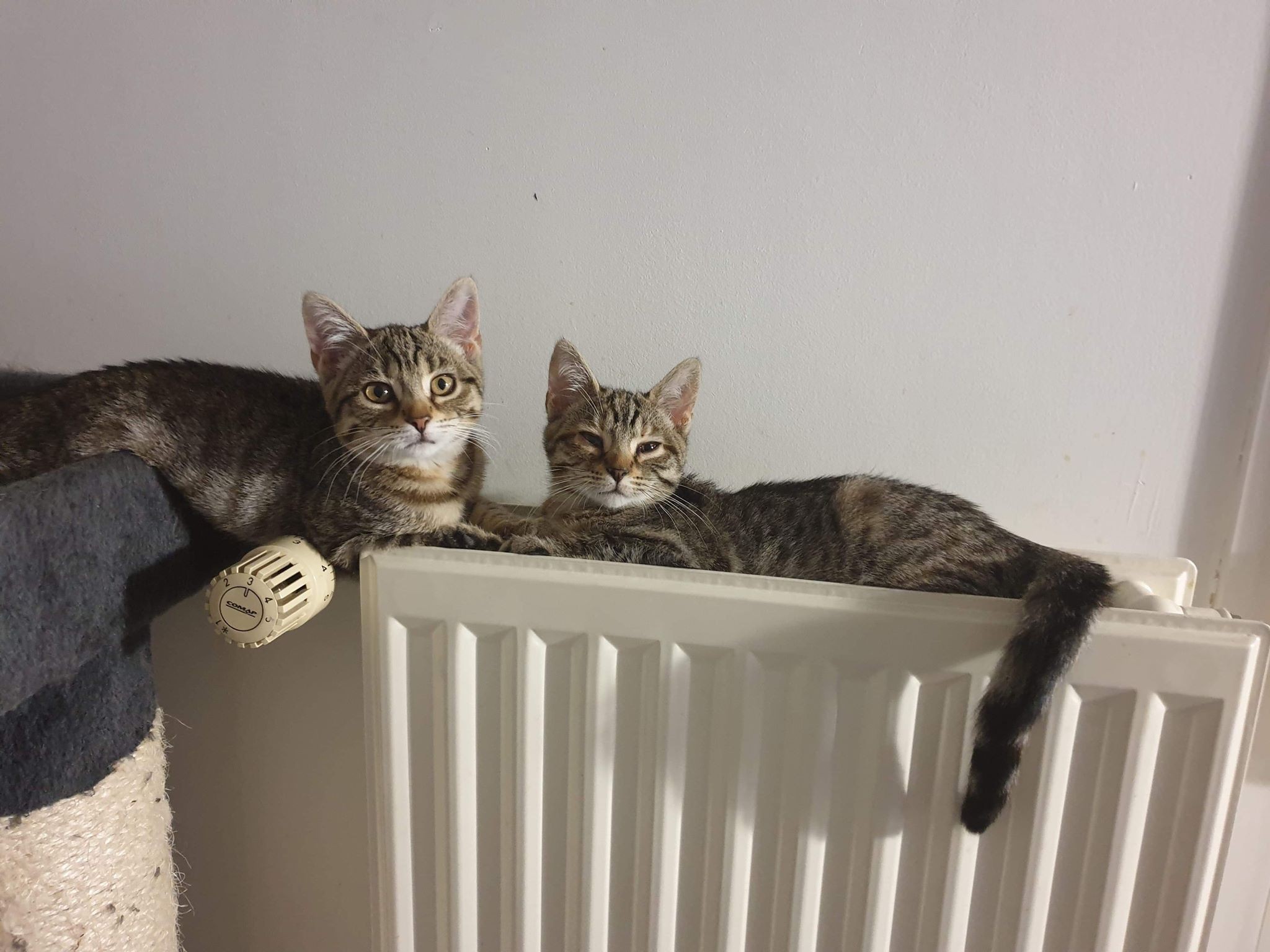 PARCI - F - Née le 28/08/2019 - Adoptée en Janvier 2020