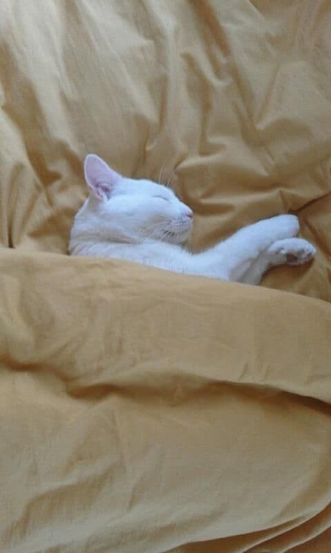 PATACHON - M - Né le 01/07/2016 - Adopté en Février 2020