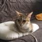 PEARLY - F - Née le 01/03/2019 - Adoptée en Décembre 2019