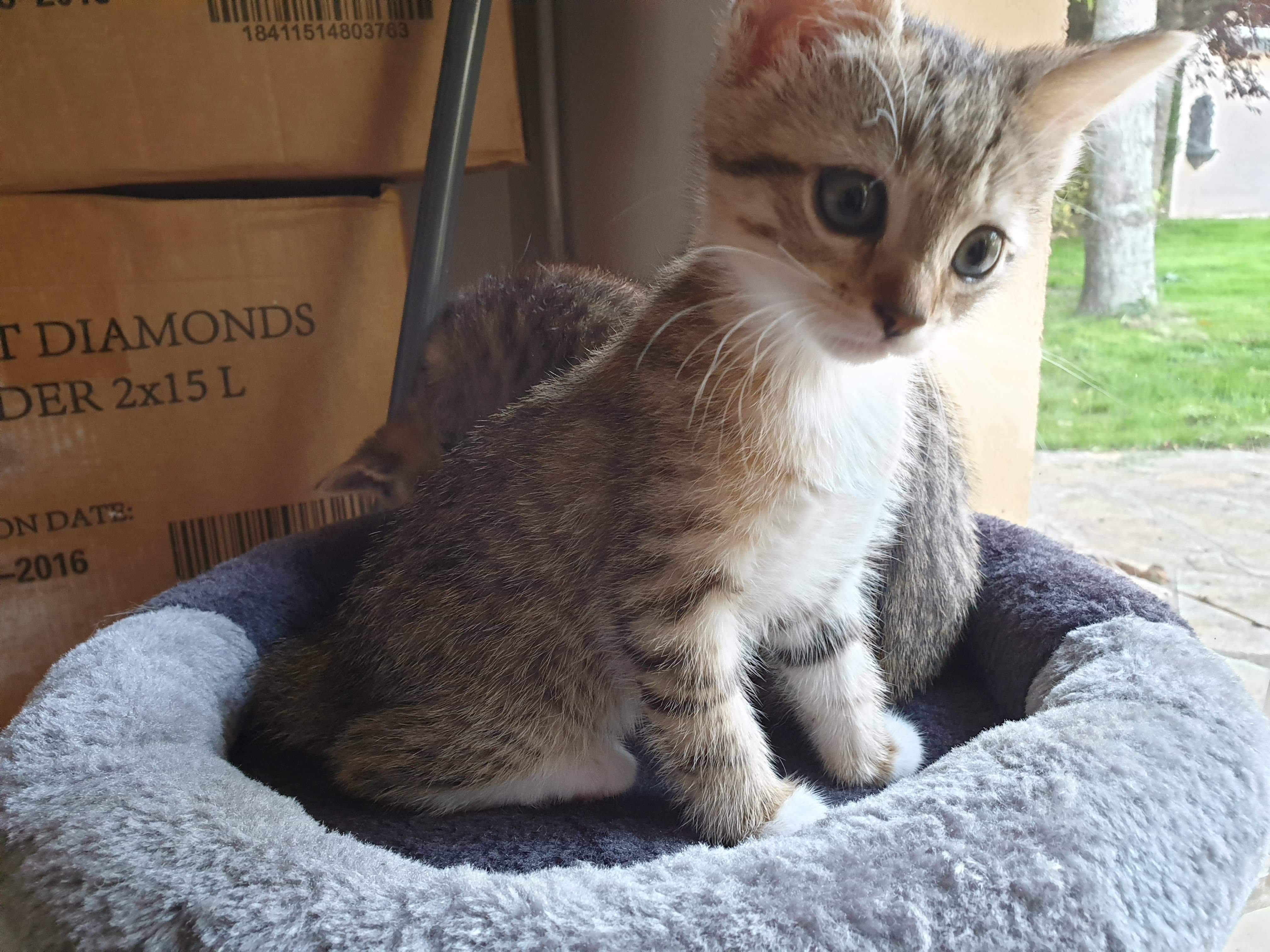 PELOTE - F - Née le 09/05/2019 - Adoptée en Août 2019