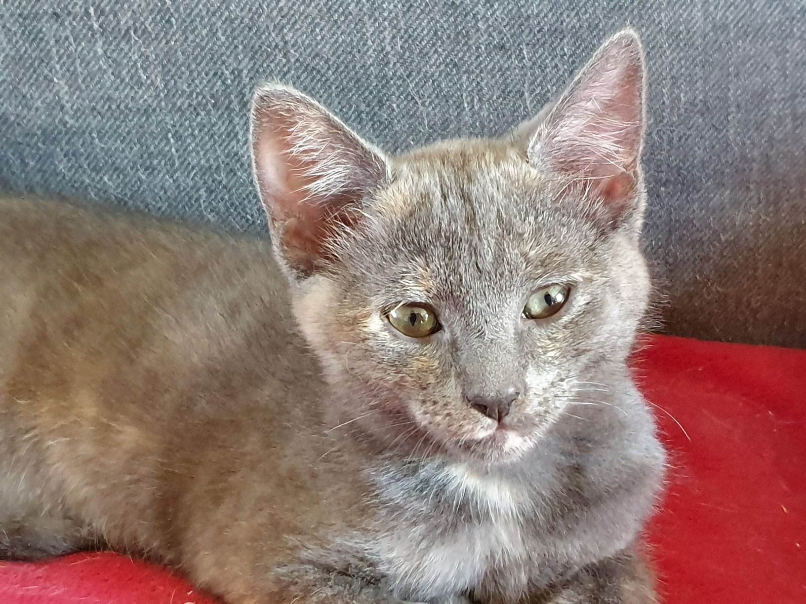 PENELOPPE - F - Née le 05/09/2019 - Adoptée en Février 2020