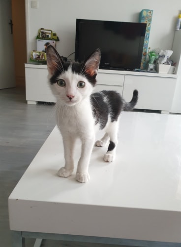 PEPITO - M - Né le 15/05/2019 - Adopté en Septembre 2019