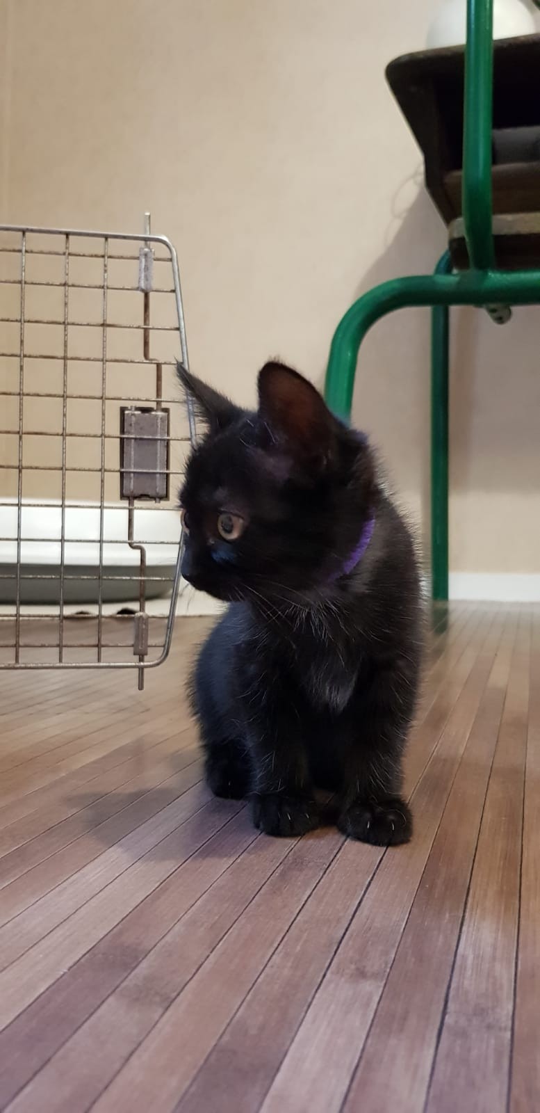 PERLA- F - Née le 25/06/2019 - Adoptée en Octobre 2019