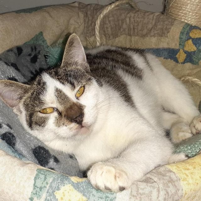 PHELINE - F - Née le 15/06/2019 - Adoptée en mars 2021