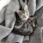 PHOEBEE - F - Née le 01/02/2017 -Adoptée en Novembre 2021