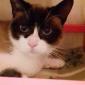 PICKWICK - M - Né le 01/01/2019 - Adopté en décembre 2019